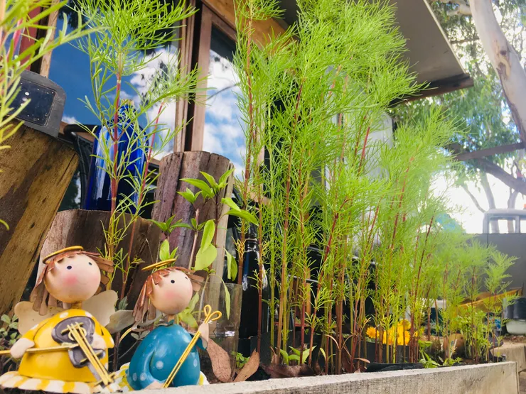 真面目~一朵花都沒有🤣