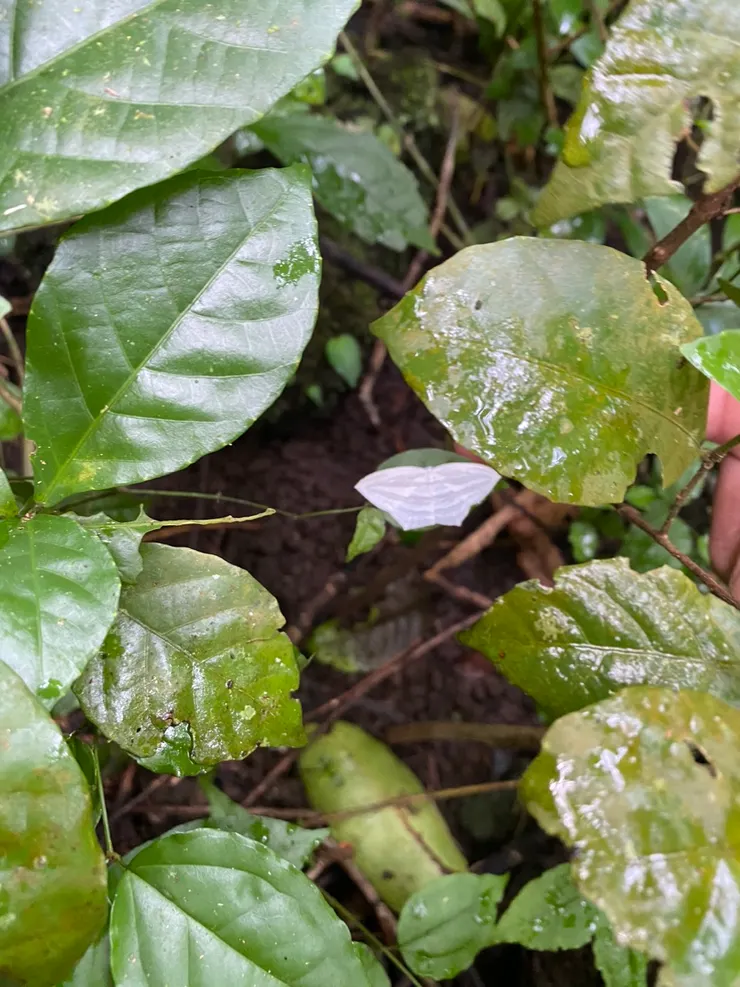 躲在葉子表面的小蝴蝶