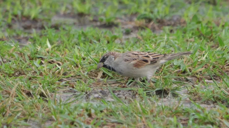 家麻雀雄性，有灰色頭頂，臉上沒有黑斑