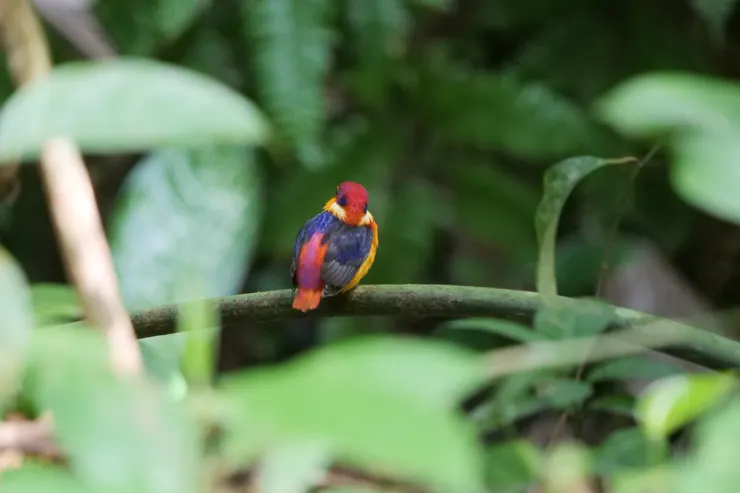 是上帝不小心倒翻了調色盤在牠身上嗎？