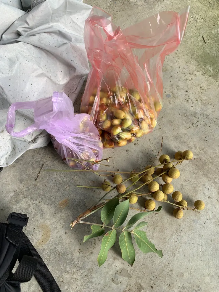 土龍眼滋味濃厚，令人回味無窮