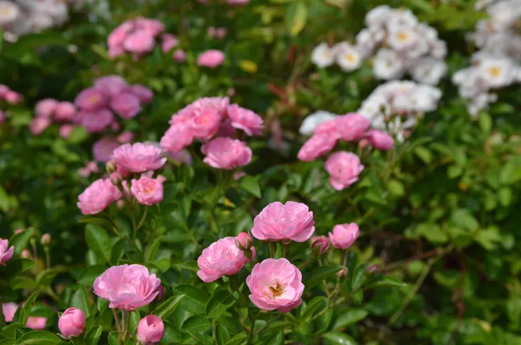 自家育種的蔓玫——小粉紅 五六年前阿翁老師來過園子，看了一眼，叫她「小粉紅」。她就是「小粉紅」了！
