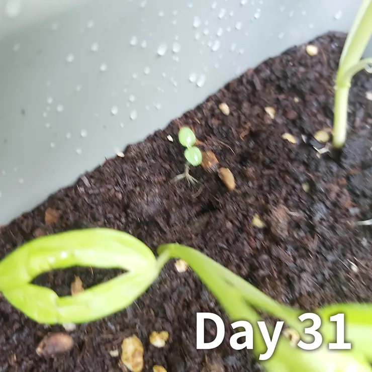 真的不是我手抖啊，近距離真的超難對焦，是我手機太爛嗎？還是是我的手太廢😭(欸