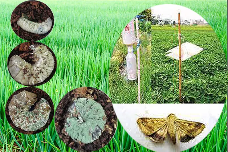 甜菜夜蛾防治法