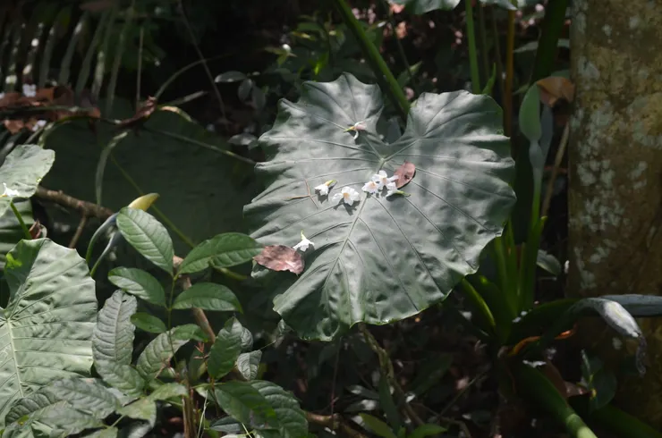 四月油桐已在山林間灑花