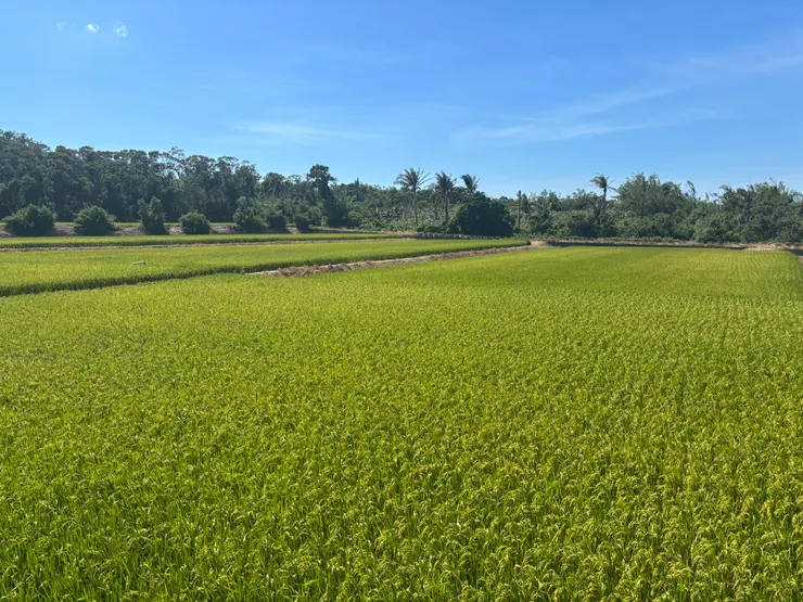 居家訪視經過的漂亮稻田