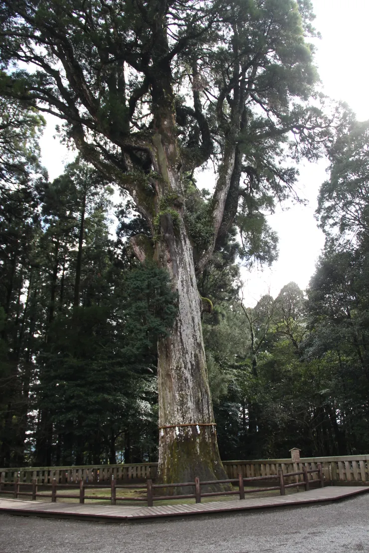 千年的參天大樹