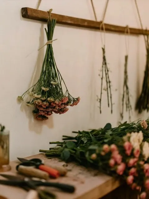 Clemara Studio (lummi.ai)