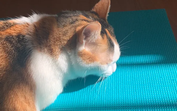貓貓莫名愛瑜珈墊子
