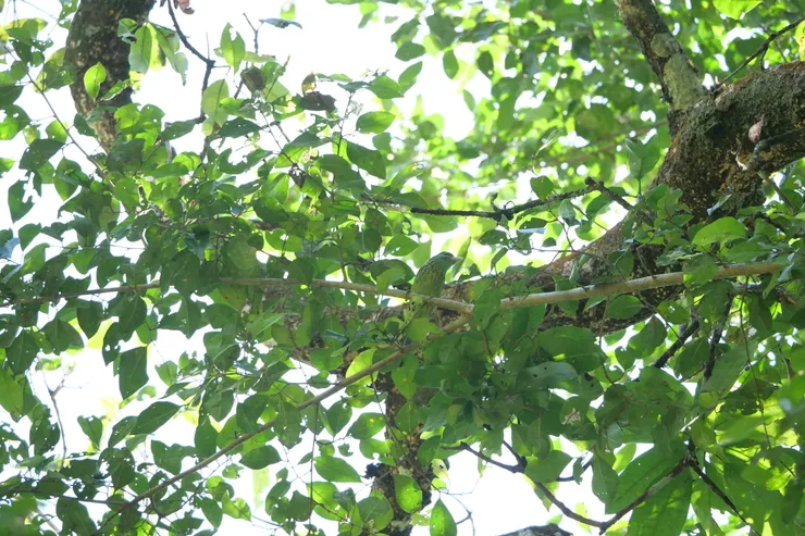 Yellow-fronted Barbet 斯里蘭卡獨有種