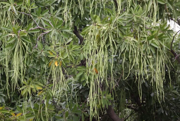 黑板樹的果實還沒成熟像四季豆