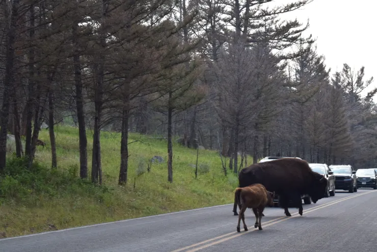 野牛過馬路中，車輛通通停下來等待，彼此尊重，即便排著常常的隊伍，有時候一停就是十分鐘，也不曾遇到不耐地按喇叭或試圖超過牛群