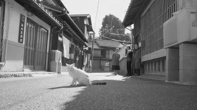 有魚的地方就有貓，想田和弘更是每部作品都有貓