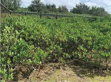 [桃園旅遊]許厝港溼地被國際鳥盟評為國際重要野鳥棲地、台灣國