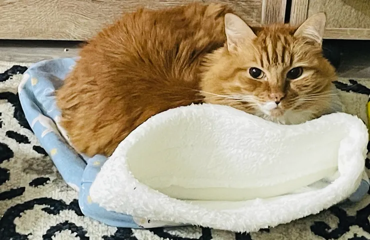 貓主子『胖橘』幼時疑似受到人和狗的欺負，因此至今仍無法與狗共處一室，對奴才們也仍抱持警戒之心。