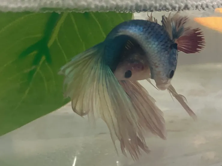 交配中的鬥魚。公疑似是雙半月、母疑似是冠尾