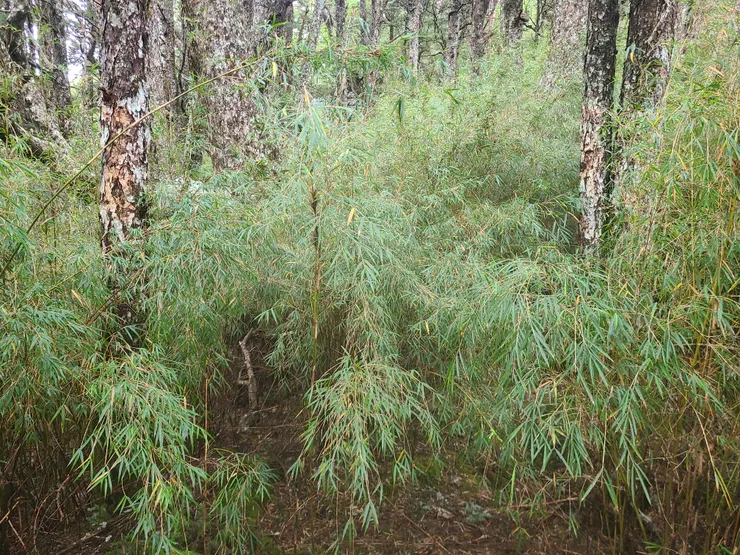 岔路口開始，往西峰一開始的箭竹叢