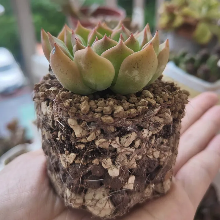 好的根系就像綿密的網，會自動把石頭土抓的牢牢地