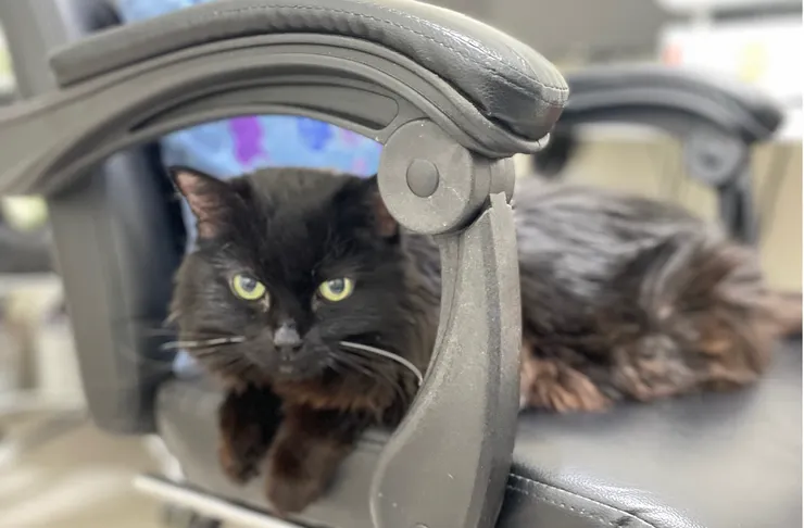 安寧照護中的多重疾病的黑黑，在生病之後，經常睡在我的周圍，或是躺在一邊默默的看著我。