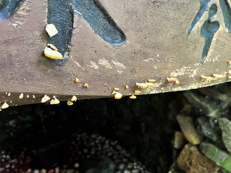 水琴窟匾額上的菇