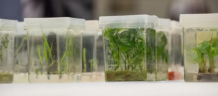 製作轉殖植物需進行組織培養。圖片來源：維基百科