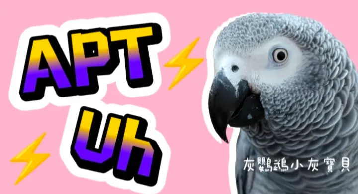 圖片來源：YouTube 灰鸚鵡小灰寶貝