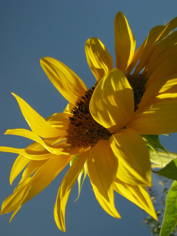 這向日而生與向陽而轉的向日葵，總引發人們無限的遐想。