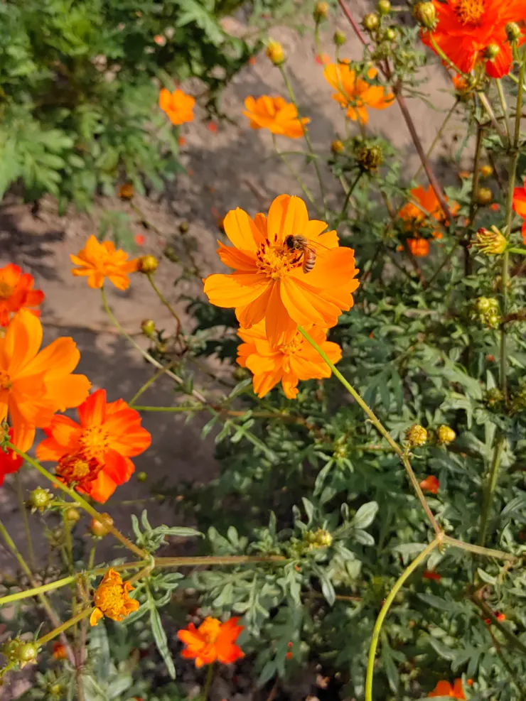 辛勤採擷花粉的蜜蜂