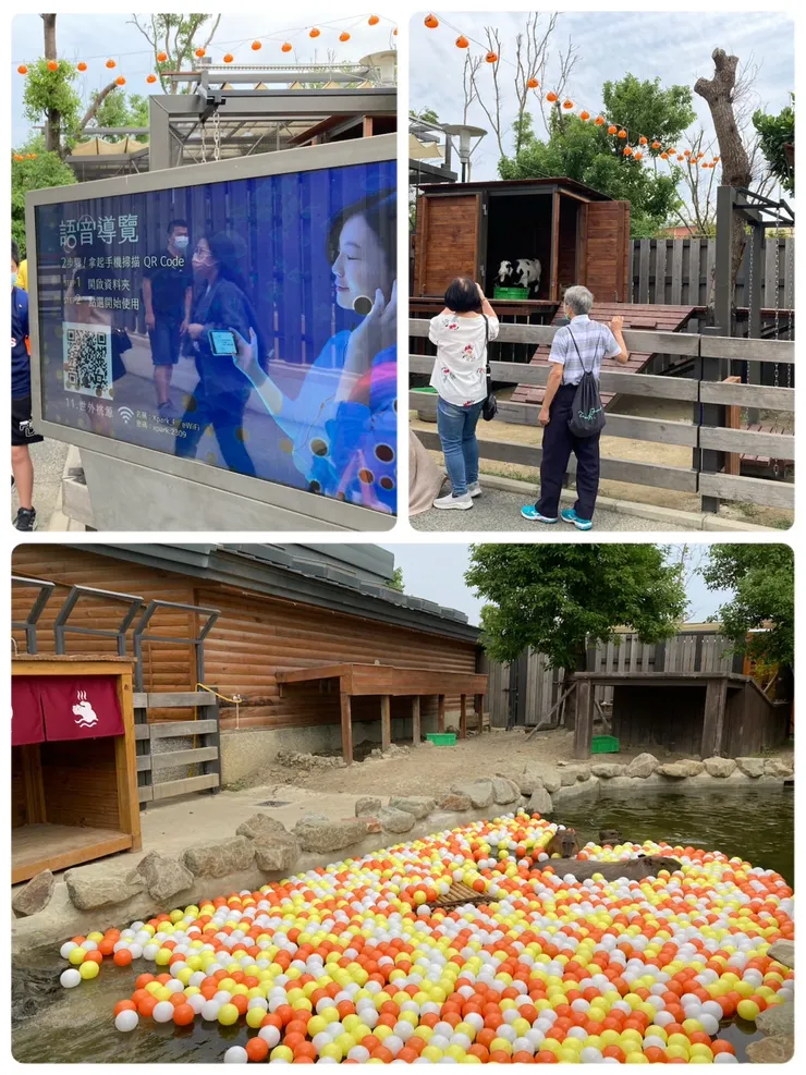 戶外也有可愛動物山羊跟水豚喔!