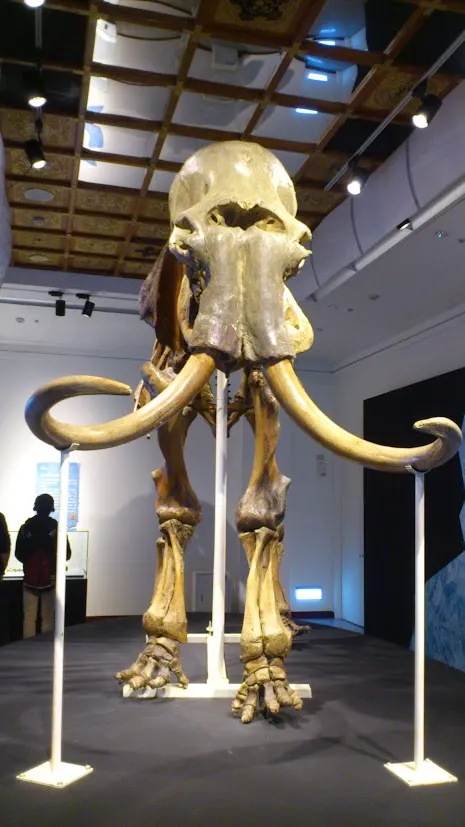 猛獁象骨架,攝於2014年2月中正紀念堂「長毛象特展」。