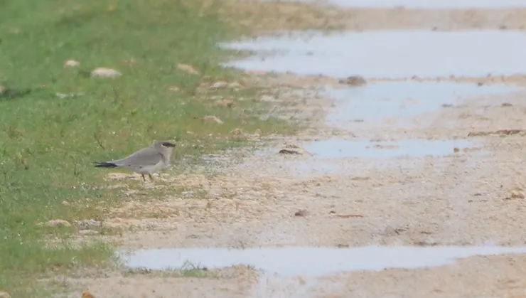 Small pratincole