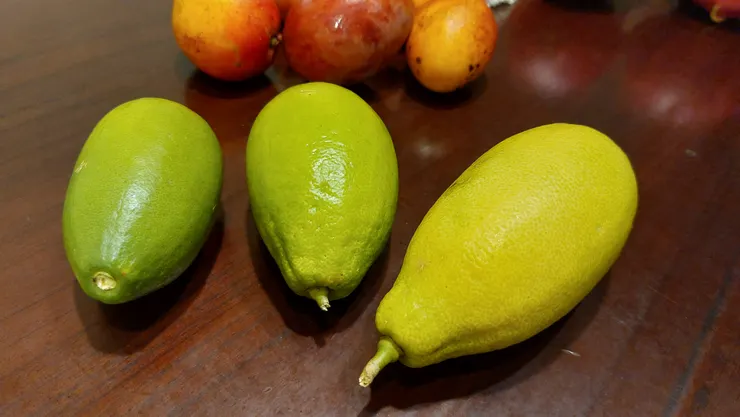 香水檸檬外型比一般檸檬為長