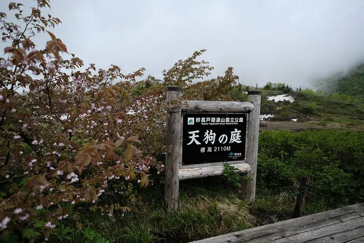 旁邊還有櫻花呢