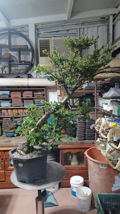 中品珍珠羅漢松大切造型整理記錄