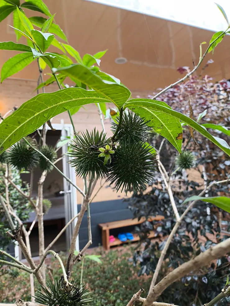 此時黃蟬已無花、結果