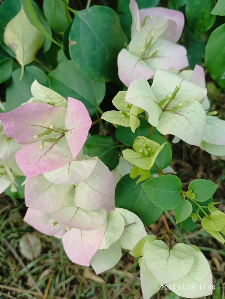 習習香塵今何在