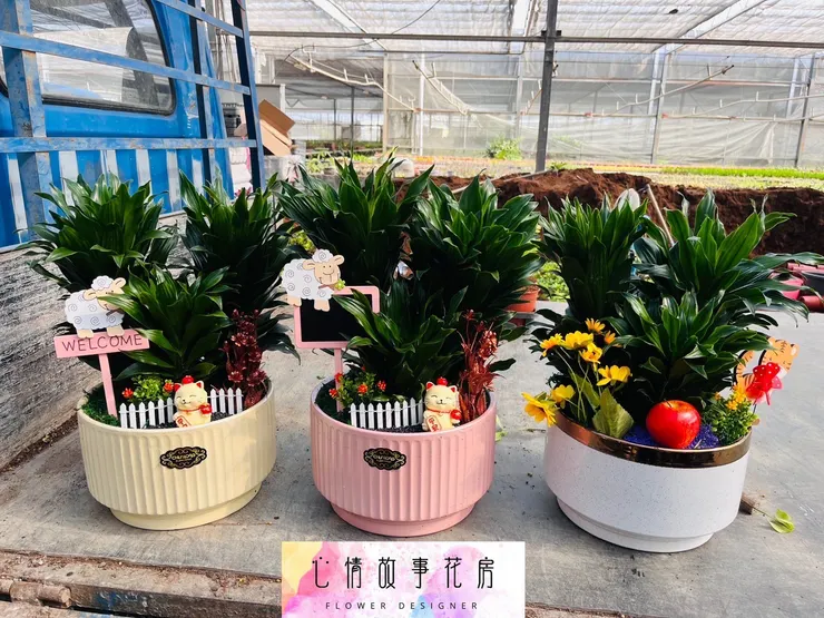 心情故事花房 盆栽 開運竹 花藝商品 綠植擺設 居家佈置 商務送禮 開業賀禮 搬遷禮品 精緻盆栽 桌面綠植 開運好物 幸運象徵 花藝設計 綠意生活 禮品推薦 多樣品項 預算靈活 客製化服務 綠植專家