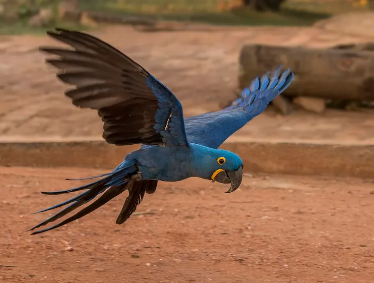 在潘塔納爾濕地飛行的紫藍金剛鸚鵡