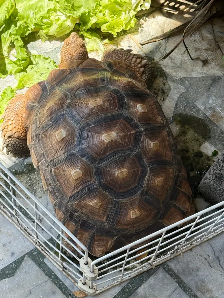 2025/09/28 吃飯路上看到的大烏龜