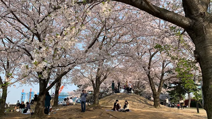 樹下人群賞花 春天不是節日,是一種日常的呼吸。