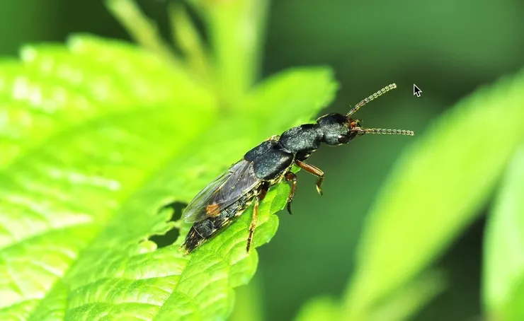 綠意盎然的庭園恐是隱翅蟲的理想棲息地