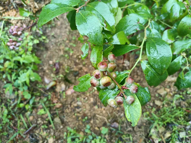 藍莓園
