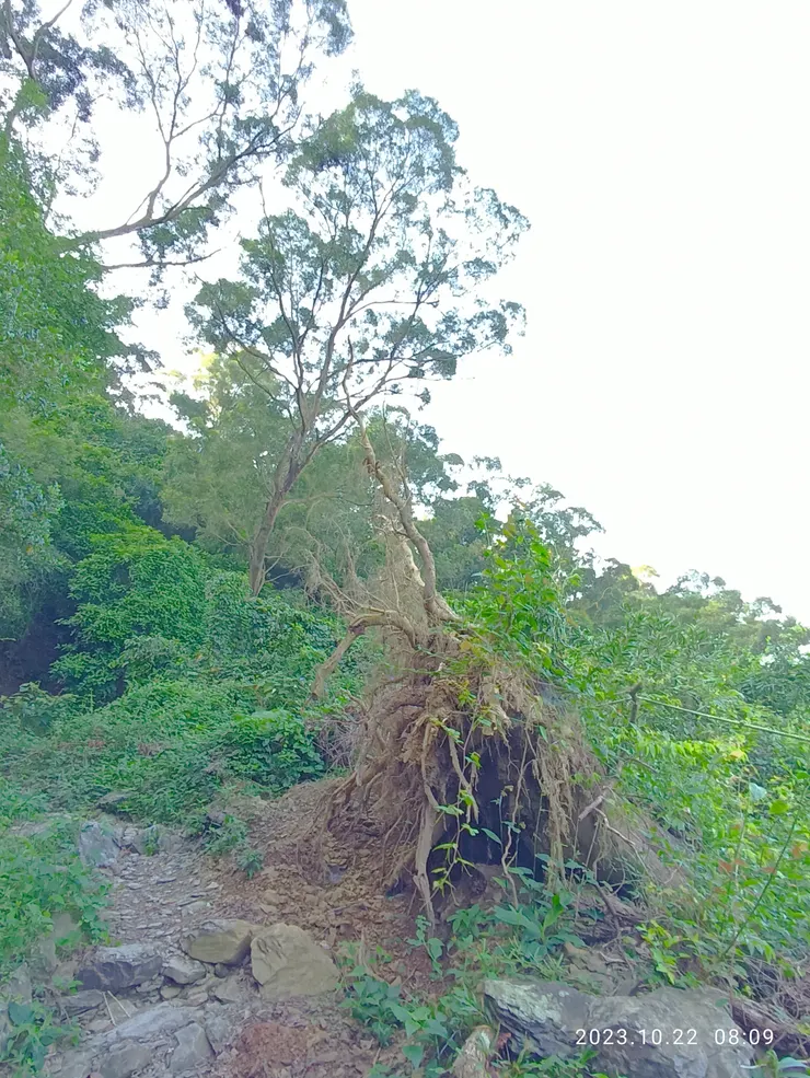 曾於此處觀看紫斑蝶往南飛行的空中廊道