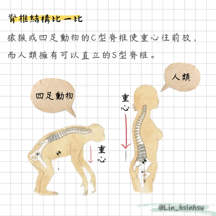 人類的Ｓ型脊椎