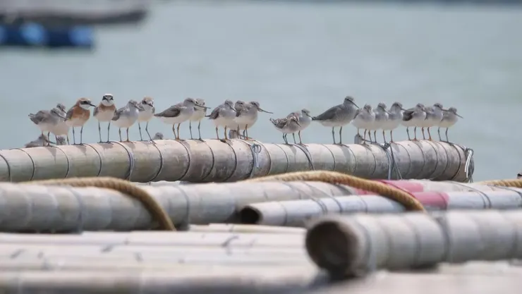 闊嘴鷸就在中間