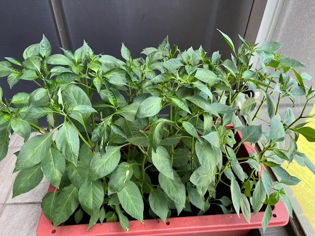 左邊的盆栽 雖然長得比較矮但是確先開花了