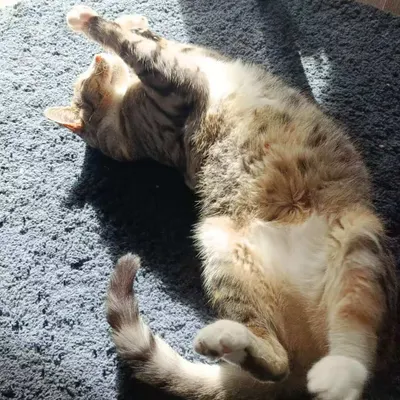 光塵憂鬱症日記 反者道之動，弱者道之用 