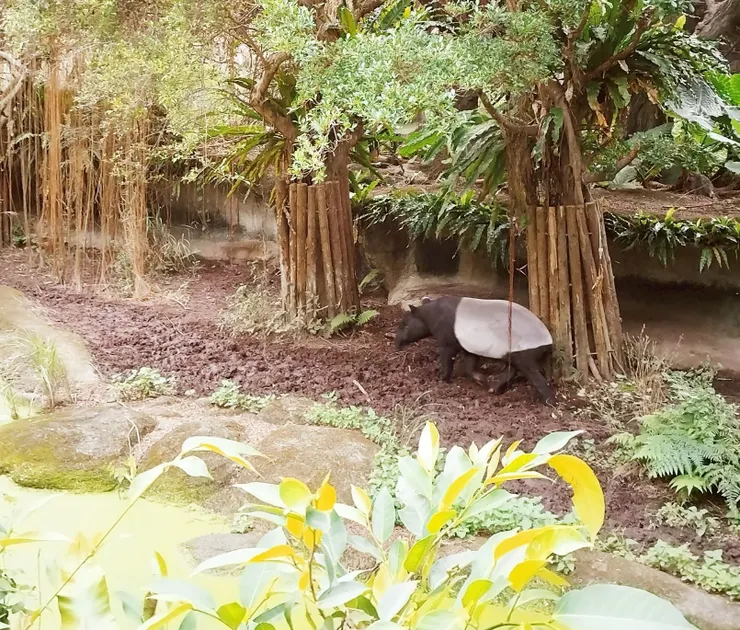 馬來貘 --- 黑白色的馬來貘~ 真是奇特的動物❤️