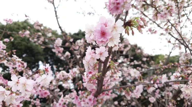 安國寺信徒師姐提供