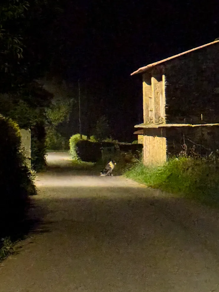 就是這隻肖狗想咬我們，本人超大隻。還好温ㄤ沒有學小智把我丟出去！“皮卡丘就是你了！！！”皮卡！皮卡！皮卡丘～～🤪